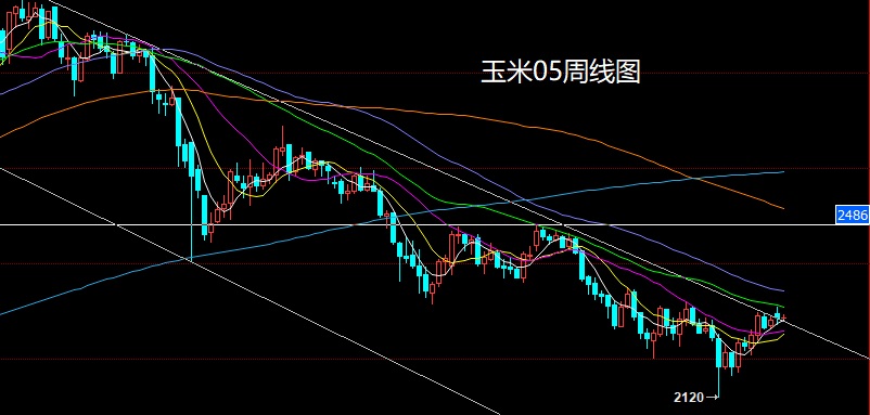玉米.jpg